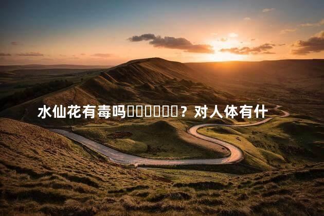 水仙花有毒吗？对人体有什么伤害吗